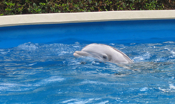 dolphin nursery